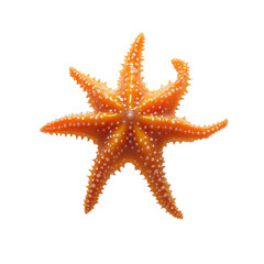 Starfish, top view, isolated on a  transparent background, high-resolution photography, ultra-realistic photograph