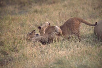 Obraz premium Lion in wild savanna , Animal of africa 