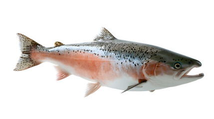 Fototapeta premium salmon fish