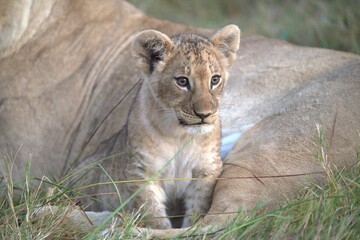 Lion in wild savanna , Animal of africa 