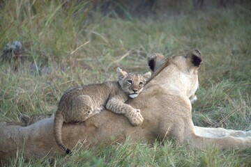 Lion in wild savanna , Animal of africa 