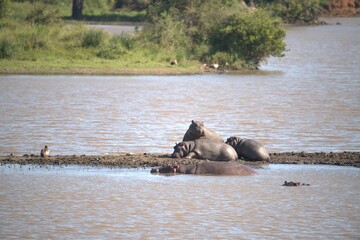 Hippopotamus in wild savanna , Animal of africa