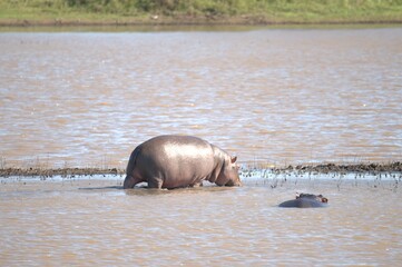 Hippopotamus in wild savanna , Animal of africa