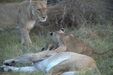 Lions cubs in wild savanna , Animal of africa