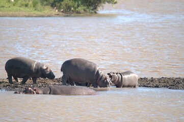 Hippopotamus in wild savanna , Animal of africa