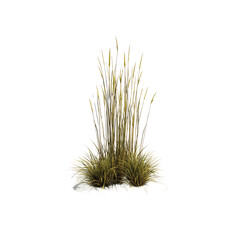 Ornamental Grass Cluster, Isolated on Transparent Background