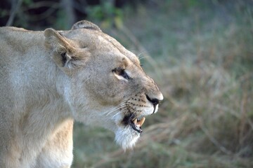 Lion in wild savanna , Animal of africa 