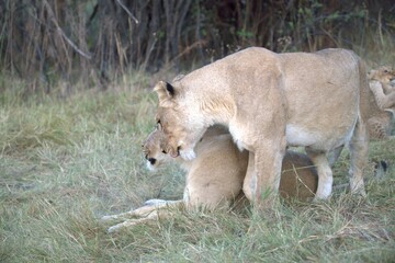 Lion in wild savanna , Animal of africa 