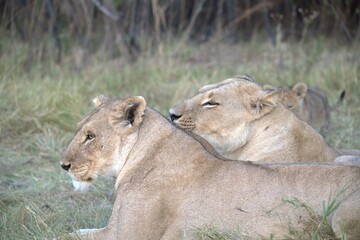 Lion in wild savanna , Animal of africa 