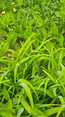 Vegetable garden with plants near house