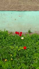 Bright red tulips among plants