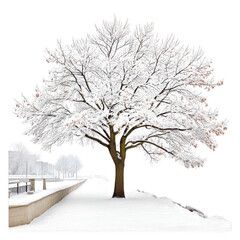 Fototapeta premium A beautiful tree covered in snow stands alone against a bright white sky.