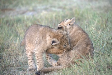 Lion in wild savanna , Animal of africa 