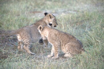 Lion in wild savanna , Animal of africa 