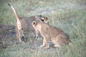 Lion in wild savanna , Animal of africa 
