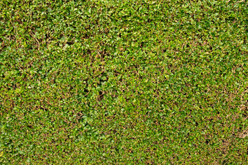 Close up of privet hedge (Ligustrum ovalifolium) in the Victorian suburb of Morningside, Edinburgh, Scotland, UK