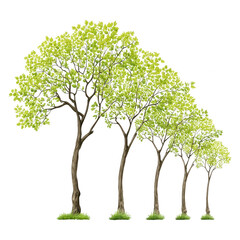 Obraz premium Isolated row of trees with vibrant green leaves arranged by size on white.