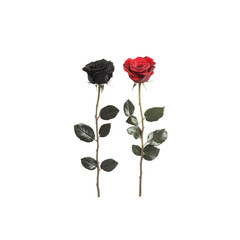 Obraz premium Red and Black Roses A Study in Contrasts