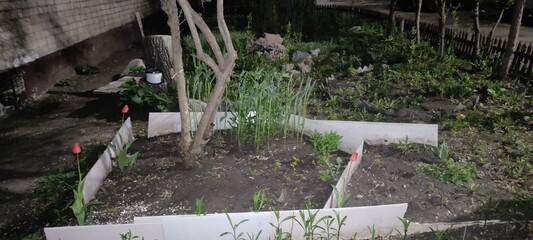 Vegetable garden with plants near house