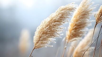 Delicate Reed Grass in the Autumn Sunlight