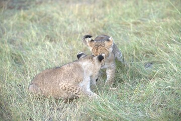 Lion in wild savanna , Animal of africa