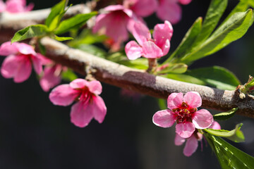 Obraz premium pink peach blossoms