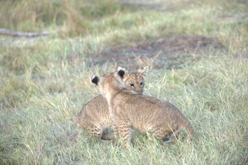 Lion in wild savanna , Animal of africa