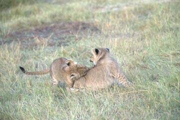 Lion in wild savanna , Animal of africa