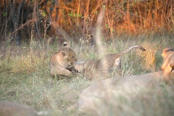 Lion in wild savanna , Animal of africa
