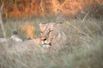 Lion in wild savanna , Animal of africa