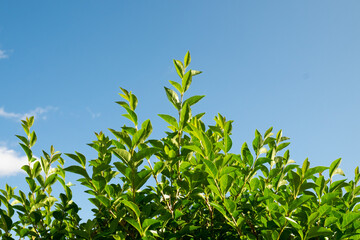 Close-up of privet hedge leaves against a bright blue sky, Morningside, Edinburgh, Scotland, UK