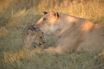 Lion in wild savanna , Animal of africa