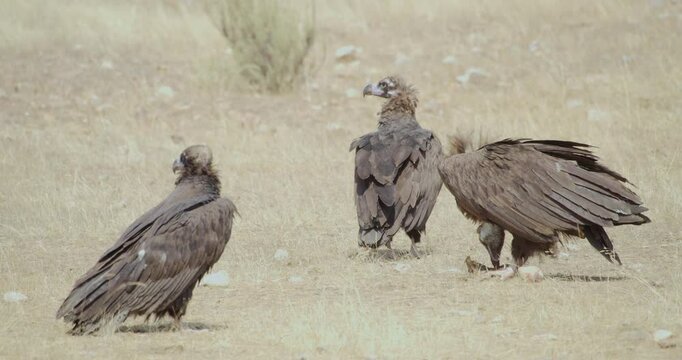 Black vultures watching one of them eat, in a summer day, in a mediterranean forest, in Spain.