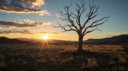 Naklejka premium A solitary dead tree silhouetted against a sunset vista