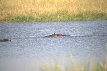 Hippopotamus in wild savanna , Animal of africa