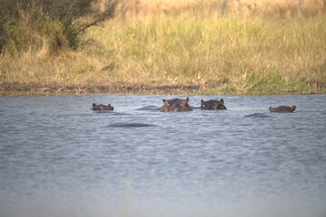 Hippopotamus in wild savanna , Animal of africa