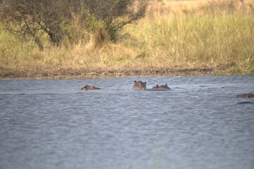Hippopotamus in wild savanna , Animal of africa