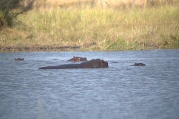 Fototapeta premium Hippopotamus in wild savanna , Animal of africa
