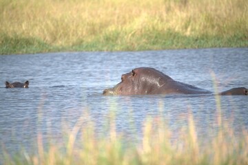 Fototapeta premium Hippopotamus in wild savanna , Animal of africa