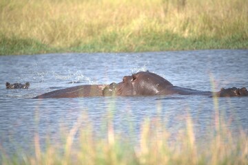 Fototapeta premium Hippopotamus in wild savanna , Animal of africa