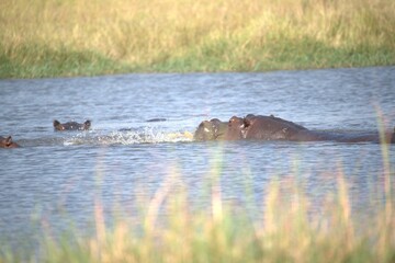 Fototapeta premium Hippopotamus in wild savanna , Animal of africa