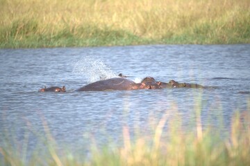 Fototapeta premium Hippopotamus in wild savanna , Animal of africa