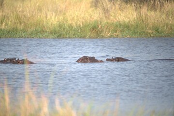 Fototapeta premium Hippopotamus in wild savanna , Animal of africa