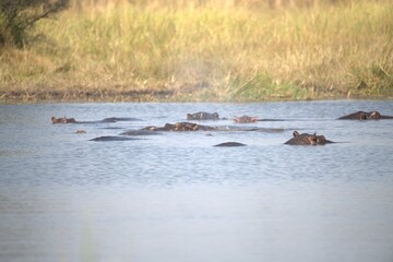 Fototapeta premium Hippopotamus in wild savanna , Animal of africa