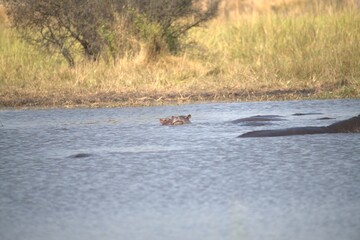 Fototapeta premium Hippopotamus in wild savanna , Animal of africa