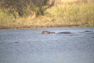 Fototapeta premium Hippopotamus in wild savanna , Animal of africa