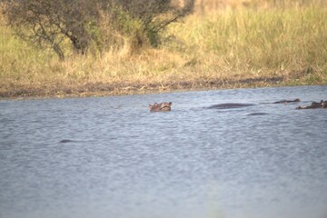 Fototapeta premium Hippopotamus in wild savanna , Animal of africa