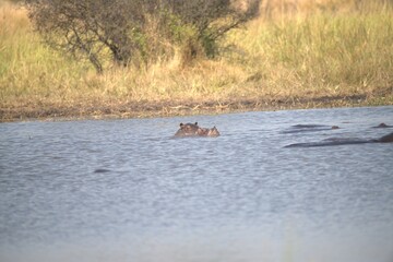 Hippopotamus in wild savanna , Animal of africa