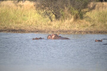 Hippopotamus in wild savanna , Animal of africa