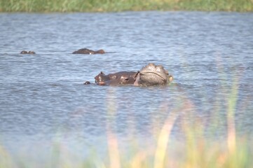Hippopotamus in wild savanna , Animal of africa